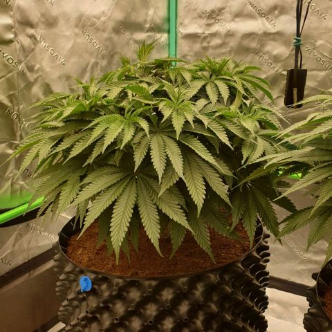 MAC1 2# growlog timeline photo