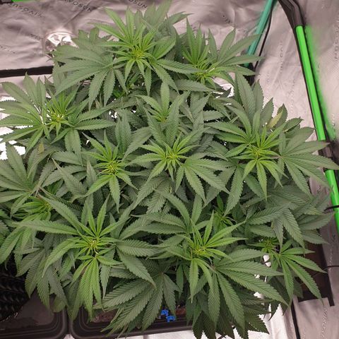 MAC1 1# growlog timeline photo