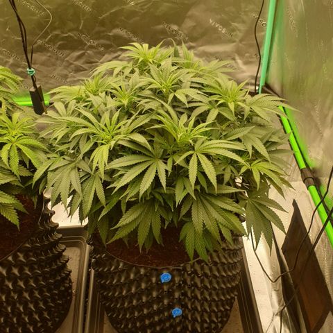 MAC1 1# growlog timeline photo