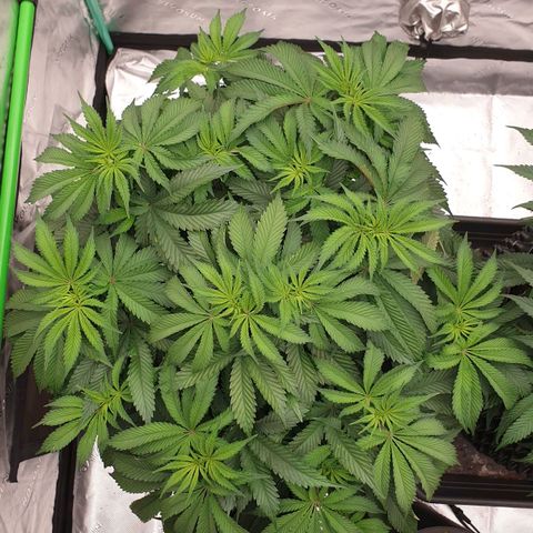MAC1 2# growlog timeline photo