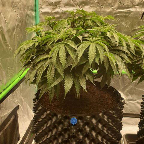 MAC1 2# growlog timeline photo
