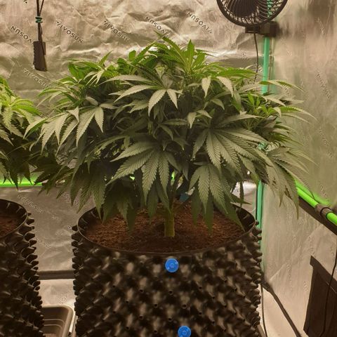 MAC1 1# growlog timeline photo