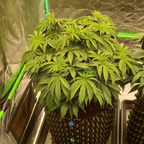 MAC1 2# growlog timeline photo
