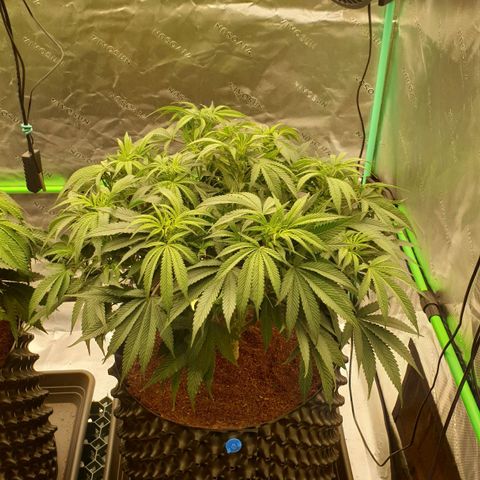 MAC1 1# growlog timeline photo