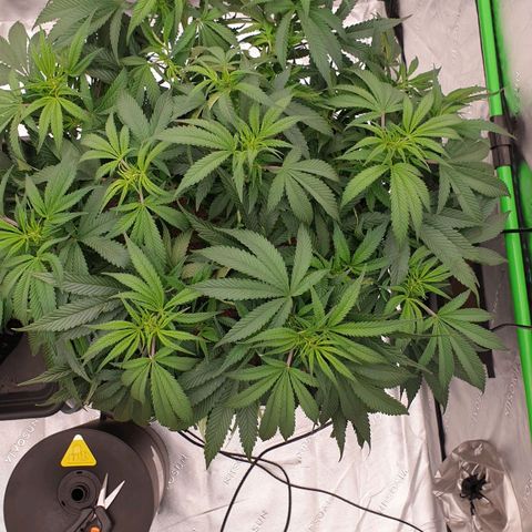 MAC1 1# growlog timeline photo