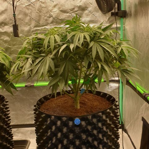 MAC1 1# growlog timeline photo