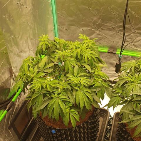 MAC1 2# growlog timeline photo