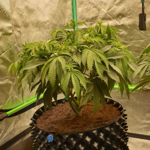 MAC1 2# growlog timeline photo