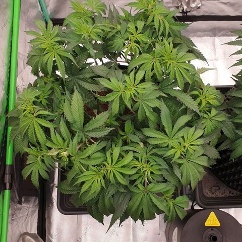 MAC1 2# growlog timeline photo
