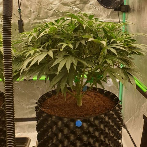 MAC1 1# growlog timeline photo