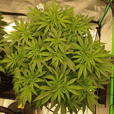 MAC1 1# growlog timeline photo