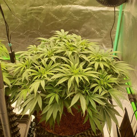 MAC1 1# growlog timeline photo