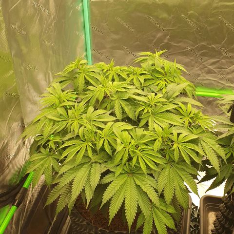 MAC1 2# growlog timeline photo
