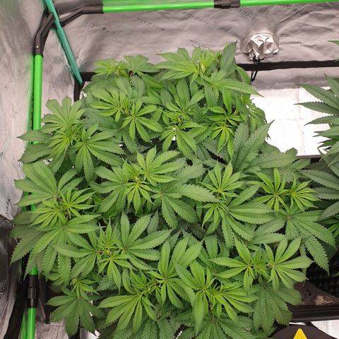 MAC1 2# growlog timeline photo