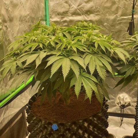 MAC1 2# growlog timeline photo