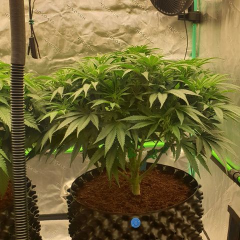 MAC1 1# growlog timeline photo