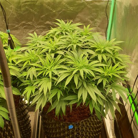 MAC1 1# growlog timeline photo