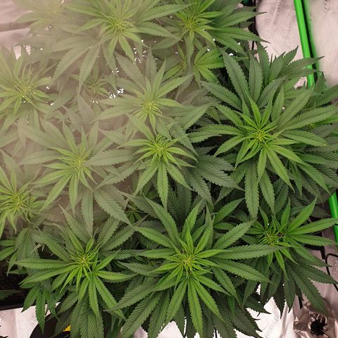 MAC1 1# growlog timeline photo