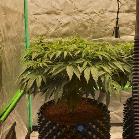 MAC1 2# growlog timeline photo