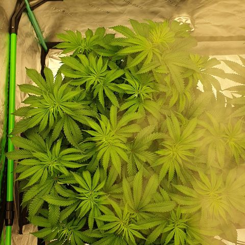 MAC1 2# growlog timeline photo