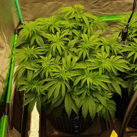 MAC1 2# growlog timeline photo