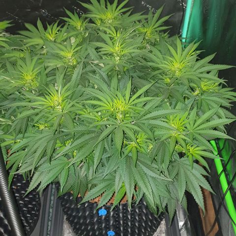 MAC1 1# growlog timeline photo