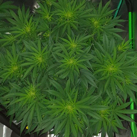 MAC1 1# growlog timeline photo