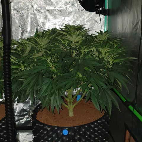 MAC1 1# growlog timeline photo