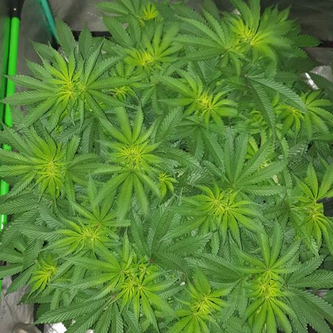 MAC1 2# growlog timeline photo