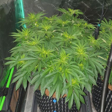 MAC1 2# growlog timeline photo