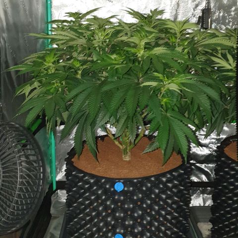 MAC1 2# growlog timeline photo