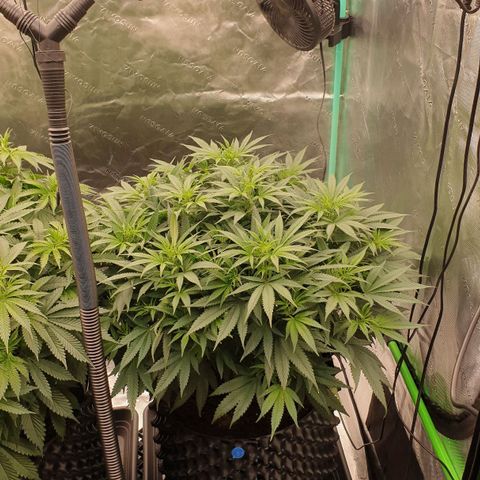 MAC1 1# growlog timeline photo