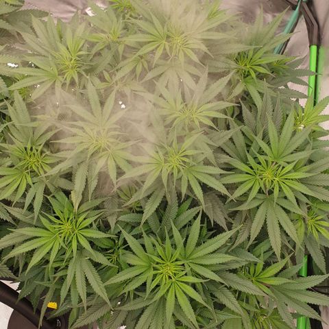 MAC1 1# growlog timeline photo