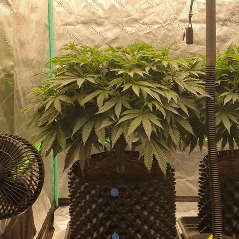 MAC1 2# growlog timeline photo