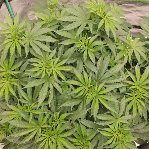 MAC1 2# growlog timeline photo