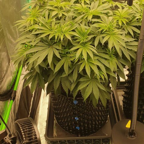 MAC1 2# growlog timeline photo
