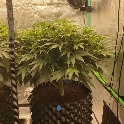 MAC1 1# growlog timeline photo