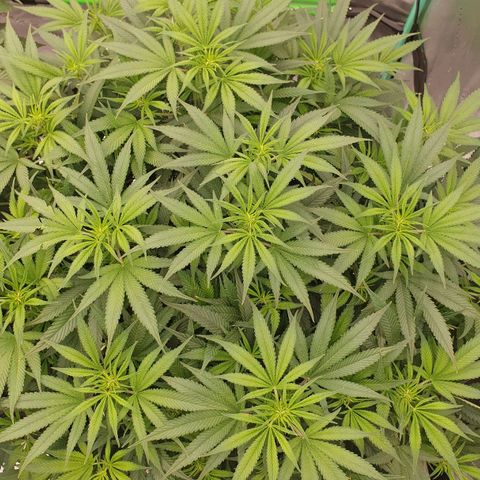 MAC1 1# growlog timeline photo