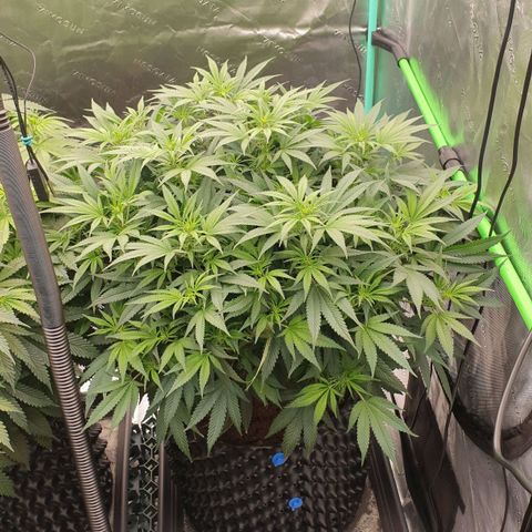 MAC1 1# growlog timeline photo