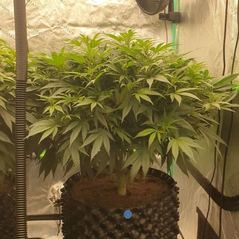 MAC1 1# growlog timeline photo
