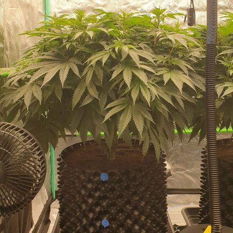 MAC1 2# growlog timeline photo