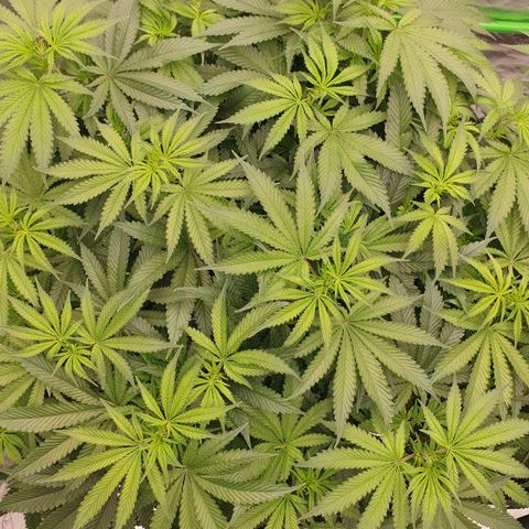 MAC1 2# growlog timeline photo