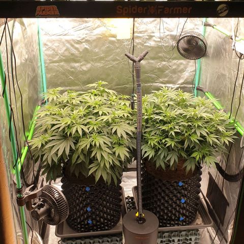 MAC1 2# growlog timeline photo