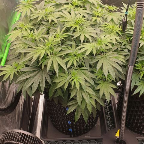 MAC1 2# growlog timeline photo