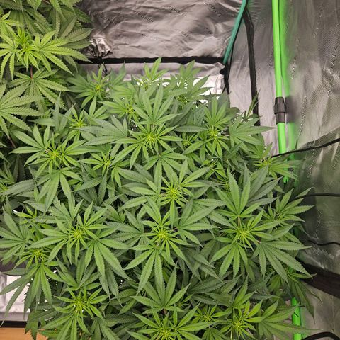 MAC1 1# growlog timeline photo