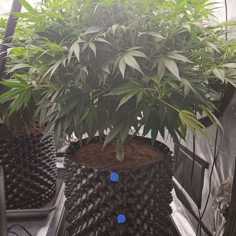 MAC1 1# growlog timeline photo