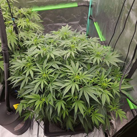 MAC1 1# growlog timeline photo