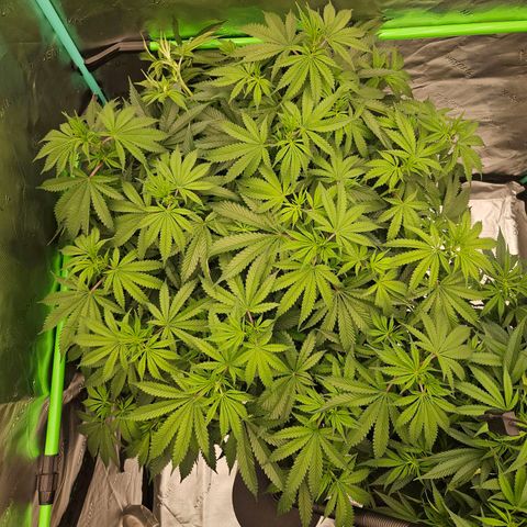 MAC1 2# growlog timeline photo