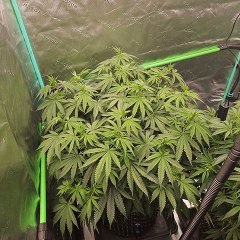 MAC1 2# growlog timeline photo