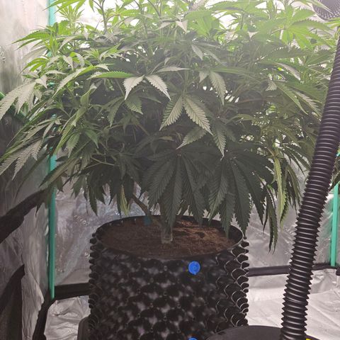 MAC1 2# growlog timeline photo